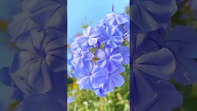 details of flower #nature #youtube #viral #video #live #youtuber #youtubemusic #love #youtubevideos