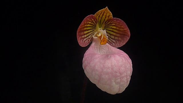 Paphiopedilum Micranthum