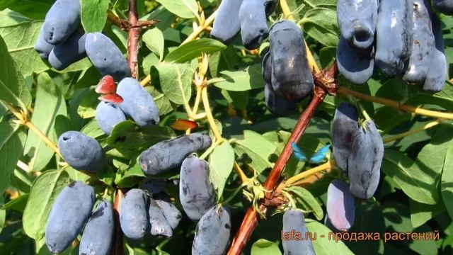 Жимолость съедобная Успех (lonicera edulis uspekh) ? обзор: как сажать, саженцы жимолости Успех смотреть онлайн