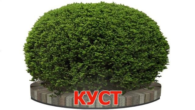 Развивающие карточки для детей. В парке
