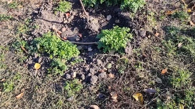 Купили дом в селе 35 соток, Но опыта нет...Стараюсь и учусь) Частный дом с огромным огородом реки