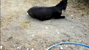 ДЕВА. Конный гороскоп. Лошадь по зодиаку ДЕВА!