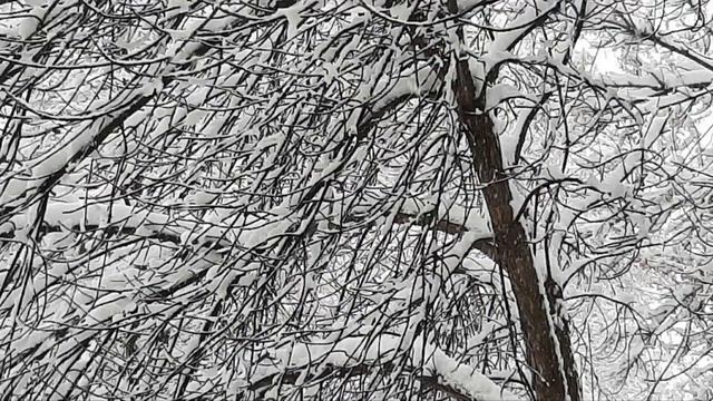 Сказочно красиво! После нескольких дней снегопада. #ульяновск смотреть онлайн