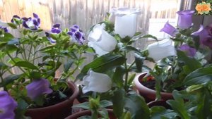 Сказочный колокольчик Эппил F1