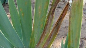 Болезни ирисов