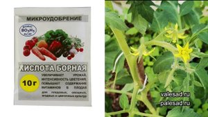 ТОЛЬКО ПОСЛЕ ЭТОЙ ПОДКОРМКИ ТОМАТОВ ВО ВРЕМЯ ЦВЕТЕНИЯ МОЖНО ПОЛУЧИТЬ БОЛЬШОЙ УРОЖАЙ!