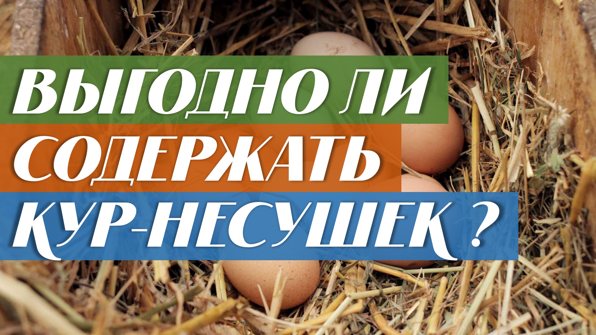 Выгодно ли содержать кур-несушек ? смотреть онлайн