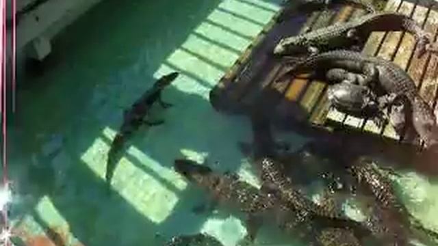 Открытие крокодиловой фермы в Ростовской области с Самарское смотреть онлайн