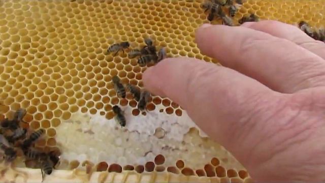 Австрийская карника в Подмосковье - пересаживаю после зимовки в финский улей смотреть онлайн