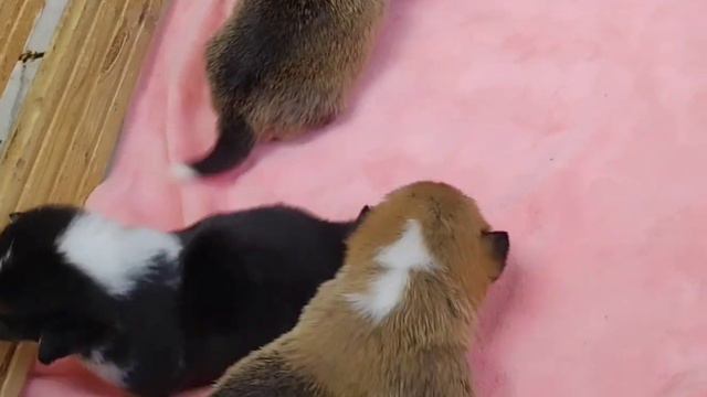 Щенки Вельш Корги Пемброк