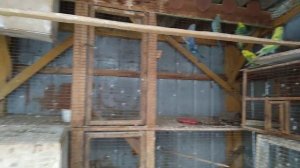 Разведение волнистых попугаев зимой.