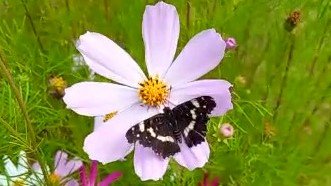 ОНА ВСЕ ЛЕТАЛА... смотреть онлайн