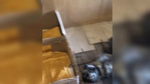 Котенок плачет и хочет есть. Hungry kitten is crying. Cat purring. Cat mom and kitten.