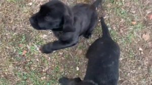 Violet and Petunia 9 week old Cane Corse pups