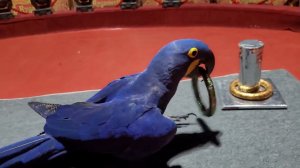 Попугаи отжигают!)