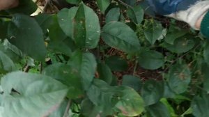 Сбор поздних сибирских яблок "Заветное" и "Алтайское зимнее".