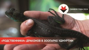 «Родственники» драконов в зоопарке Удмуртии