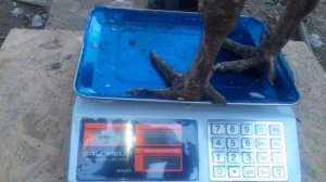 Нашим индюкам-3 месяца, вес ! Хайбрид Конвертер.