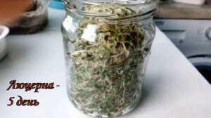 Ростки ЛЮЦЕРНЫ   проращиваем без ЗЕМЛИ - легко!