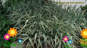 Фалярис тростниковый Пикта. Краткий обзор, описание характеристик phalaris arundinacea Picta