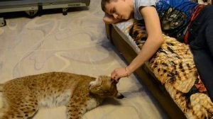 рысь в доме 3