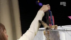 Норвежская лесная кошка  описание породы