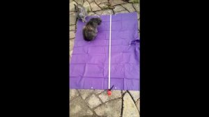 Плащ-палатка пончо: как пользоваться накидкой, ее размеры, стоит ли купить и применять в... | #Обзо