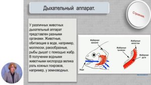 Биология, 10-й класс, Организация тканей в составе органов и систем органов животных