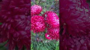 Невероятно красивые астры. Подмосковье.