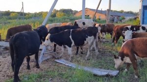 продажа бычков от 7 месяцев мясной породы. 89021269981.вацап вайбер