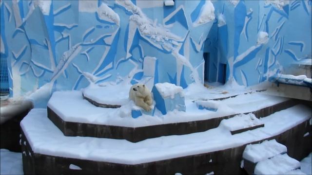 Белые медведи Кай и Герда. 29.11.21 г. смотреть онлайн