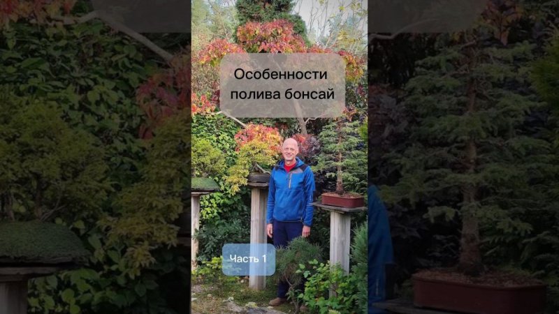 Особенности полива бонсай. Часть 1.