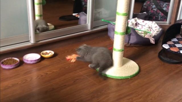 Маленький котенок против осьминога! смотреть онлайн