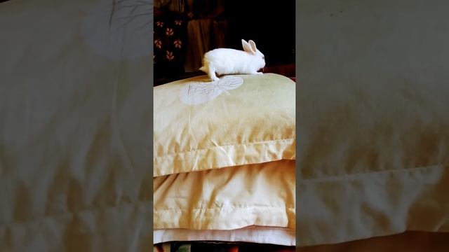 bunny in pillow