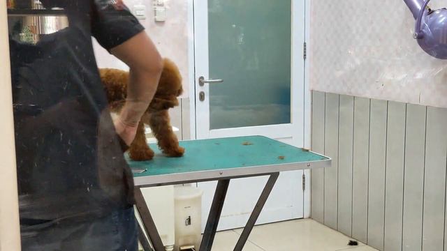 AFTER....BEFORE GROOMING ANJING RED TOY POODLE | YUMMI CUTE PART 3 смотреть онлайн