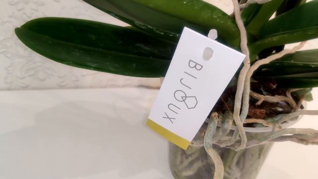 Цветы Вместе Phalaenopsis Bijoux diamond  Гигантский фаленопсис