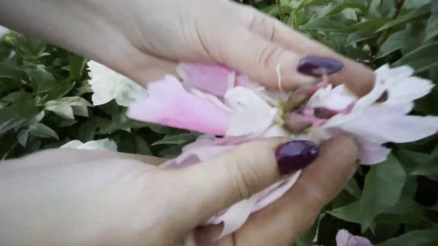 Полная инструкция по уходу за пионами. И в вашем саду появятся пышные пионы! смотреть онлайн