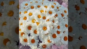 Белые ромашки подарю тебе!!!