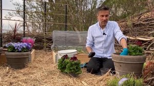 Potting summer flowers. Summer pot garden. Flowers in the vegetable garden. Baltic Gardening