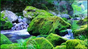 Релакс. Заснуть можно за 10 минут под шум поросшей мхом реки и щебетание птиц ✦ Relax