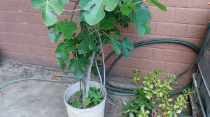 Инжир из семян. Плодик зреет)