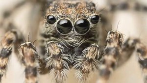 Пауки умеют петь? Учённые выяснили что пауки-волки общаются между собой музыкально.