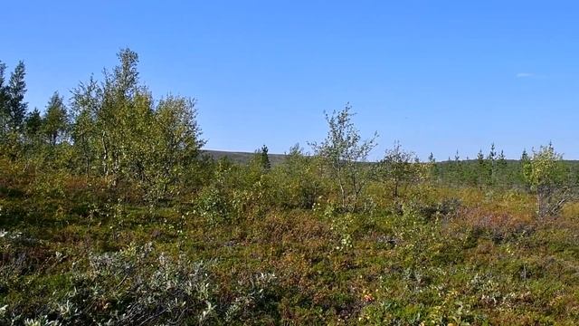 Последний день жаркий лета.  Грибы. гор.Мурманск