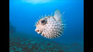 ТОП 10 Самых опасных рыб на планете!!!