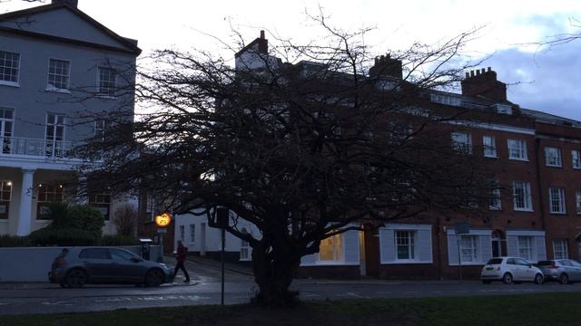 Persian ironwood (Parrotia persica) - tree - January 2018 смотреть онлайн