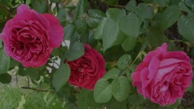 Роза Отелло... Плетистая смотреть онлайн