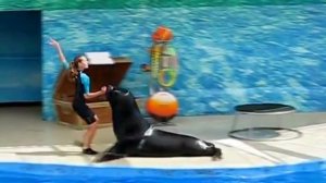 Румба с морским львом. Песня Сени суйем - Гульмира Избасханова