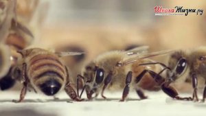 Почему Кусаются Осы и как Избавиться от Опасного Соседства
