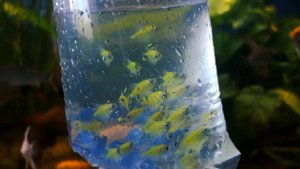 Тернеции или карамельки в аквариуме