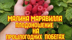 Малина Маравилла! Плодоношение на пршлогодних побегах!